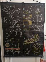 VINTAGE 60' - Affiche scolaire pédagogique- LE POIS