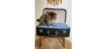 Lit pour chat