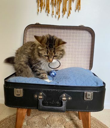 Lit pour chat