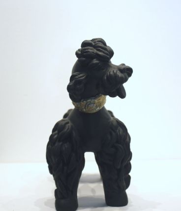Caniche année 50 