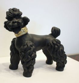 Caniche année 50 