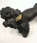 Caniche année 50 