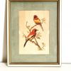 Lithographie ornithologique vintage