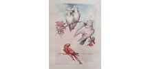 lithographie  d Aquarelle signé  avec perroquet dans un cadr
