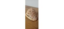 Grand coquillage tropical casque rouge - Cypraecassis rufa