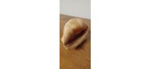 Grand coquillage tropical casque rouge - Cypraecassis rufa