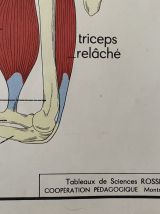 Belle affiche scolaire des années 50