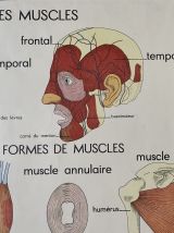 Belle affiche scolaire des années 50