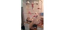 Plafonnier, lustre cage d'oiseaux, lampe volière dorée