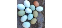 Oeufs colorés pour déco