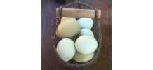 Oeufs colorés pour déco