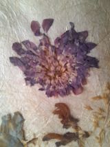 Cadres parchemin et fleurs séchées 