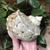 Coquillage de Madagascar, turbo marmoratus 
