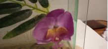 Photophore ORCHIDÉE - ORCHID Tea Light Holder