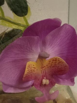 Photophore ORCHIDÉE - ORCHID Tea Light Holder