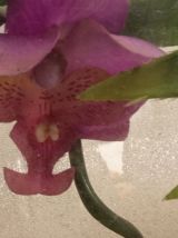 Photophore ORCHIDÉE - ORCHID Tea Light Holder