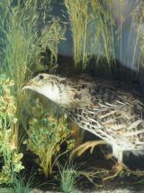 Diorama de deux cailles naturalisées dans un cadre ancien