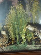 Diorama de deux cailles naturalisées dans un cadre ancien