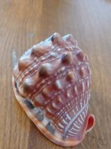 Coquillage tropical casque rouge - Cypraecassis rufa