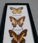 Cadre de Papillons Naturalisés Sous Verre Curiosité 