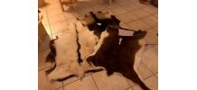 VENDS PEAUX DE MOUTON, VACHE et CHEVRE. 