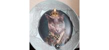 ASSIETTE DECORATIVE CHAT HUMANISE