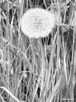 Photo décoration Encadrée Forêt de Rambouillet Printemps 