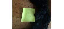 FOURRURE ETOLE COL ECHARPE  RENARD ANCIENNE 