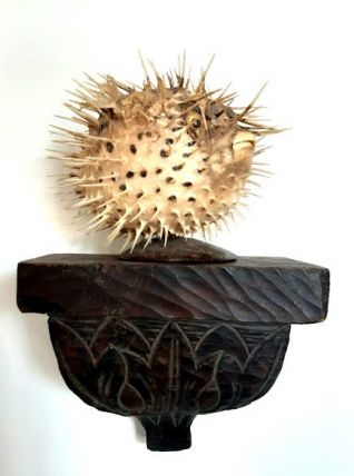 Diodon naturalisé sur socle 