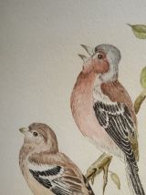 Empreinte d'une paire de Chaffinch
