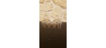 Lot de 6 verres à liqueur pied étoile