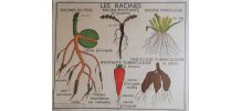 Affiche scolaire vintage 