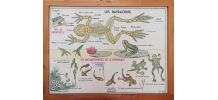 Affiche scolaire vintage MDI