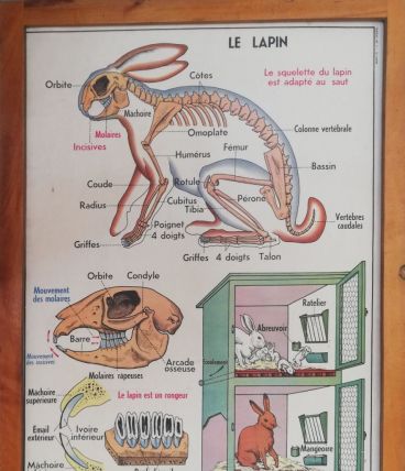 Affiche scolaire vintage MDI