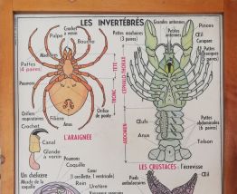 Affiche scolaire vintage MDI