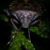 Photographie insecte : portrait de punaise