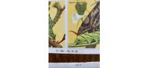 2 anciennes planches scolaires poissons et papillons.