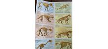 2 anciennes planches scolaires mammifères et dinosaures.