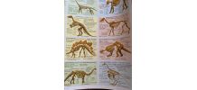 2 anciennes planches scolaires mammifères et dinosaures.