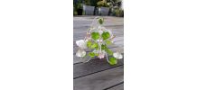 SUSPENSION METAL FLEURS 3 TETES