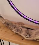 Cercle lumineux sur bois flotté