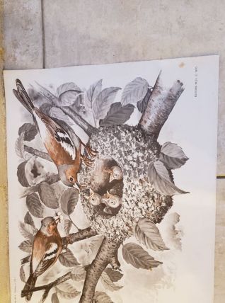 Ancien poster pédagogique Nid- Zoo
