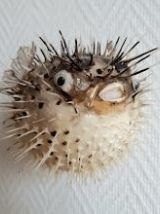 Diodon dit poisson lune naturalisé