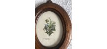Lot de quatre petits cadres en bois gravures iris