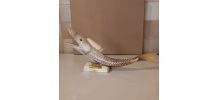 Sculpture poisson en corne 