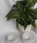 set arcopal petit dejeuner
