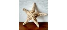 Etoile de mer cabinet de curiosité 33 cm 