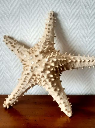 Etoile de mer cabinet de curiosité 33 cm 