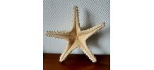 Etoile de mer cabinet de curiosité 33 cm 