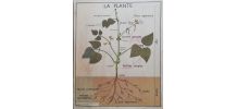 Affiche scolaire sciences 